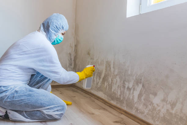 Licensed Mold Inspection service in Williamstown, PA - WQB Mold Removal